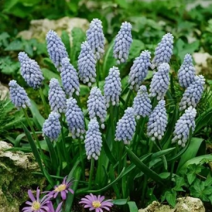 SZAFIREK - VALERIE FINNIS