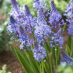 CEBULICA - LITARDIEREI AMETHYSTINA