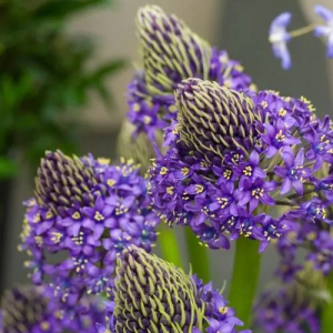 CEBULICA - PERUVIANA