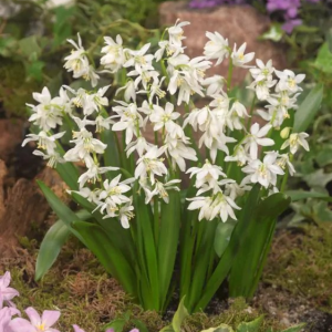 CEBULICA - SIBERICA ALBA