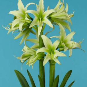 ZWARTNICA - EVERGREEN