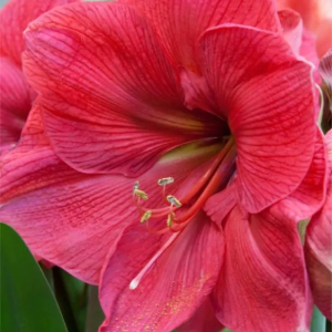 ZWARTNICA - HERCULES