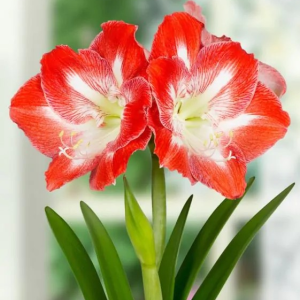 ZWARTNICA - MINERVA STRIPED