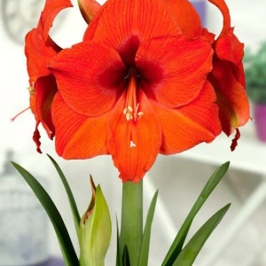 ZWARTNICA - ORANGE SOUVEREIGN