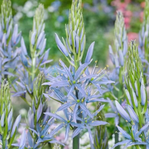 KAMASJA LEICHTLINA - BLUE HEAVEN