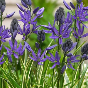 KAMASJA - BLUE MELODY QUAMASH