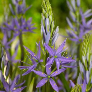 KAMASJA LEICHTLINA - CAERULEA