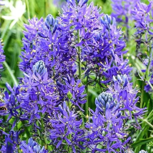 KAMASJA - ESCULENTA QUAMASH