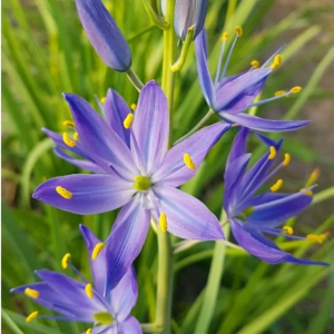 KAMASJA - ORION QUAMASH