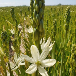KAMASJA LEICHTLINA - SILK RIVER