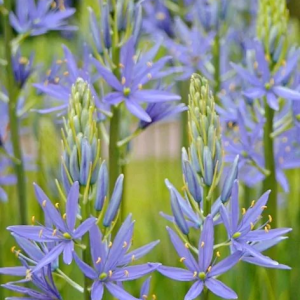 KAMASJA - ZWANENBURG CUSICKII