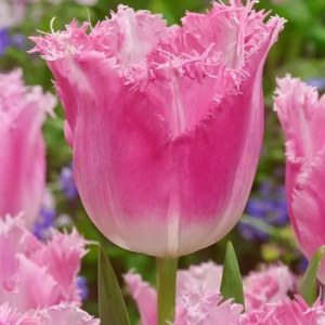 TULIPAN - FANCY FRILLS