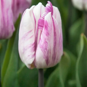 TULIPAN - FLAMING PRINCE