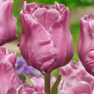 TULIPAN - FLAMINGO QUEEN