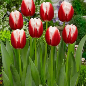 TULIPAN - LEEN VAN DER MARK