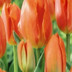 TULIPAN - ORANGE BRILLIANT