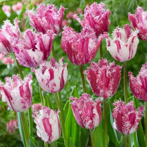 TULIPAN - PURPLE CIRCUS