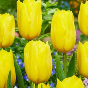 TULIPAN - STRONG GOLD