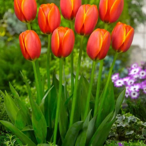 TULIPAN - WORLD'S FAVOURITE