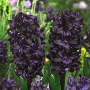 HIACYNT - DARK DIMENSION