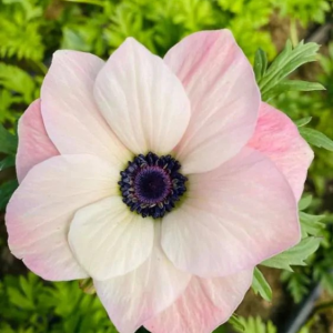 ZAWILEC - MISTRAL ROSA CHIARO