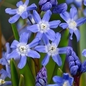 ŚNIEŻNIK - FORBESII