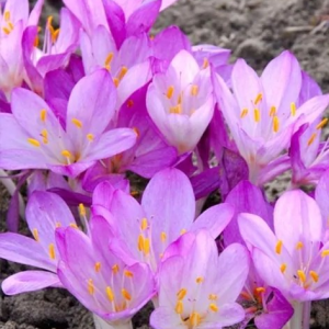 ZIMOWIT - CILICICUM PURPUREUM