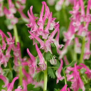 KOKORYCZ - SOLIDA BETH EVANS