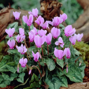 CYKLAMEN - HEDERIFOLIUM