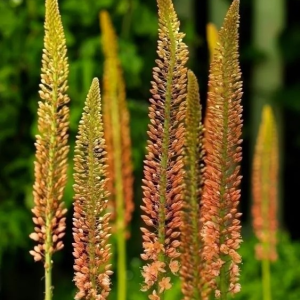 PUSTYNNIK - CLEOPATRA