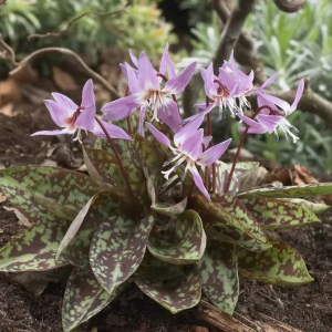 PSIZĄB LILIOWY - PURPLE KING