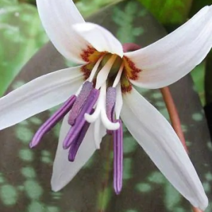 PSIZĄB LILIOWY - SNOWFLAKE