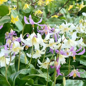 PSIZĄB LILIOWY - MIXED