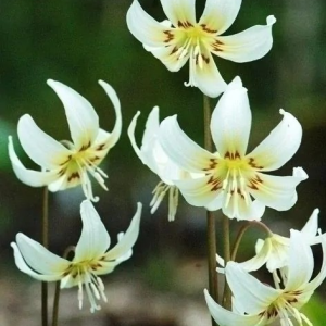 PSIZĄB - WHITE BEAUTY