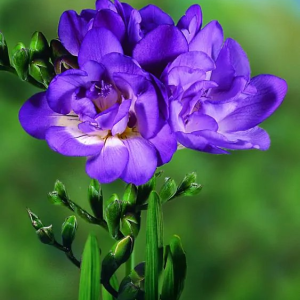 FREZJA - DOUBLE BLUE