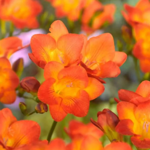 FREZJA - ORANGE SINGLE