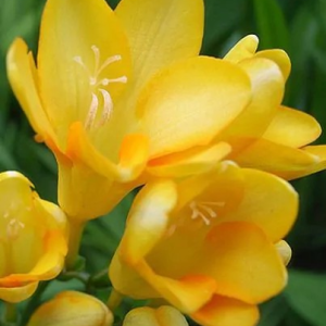 FREZJA - YELLOW SINGLE