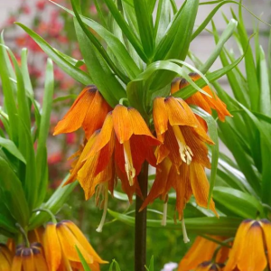 SZACHOWNICA CESARSKA - AURORA