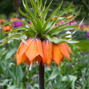 SZACHOWNICA CESARSKA - GARLAND STAR