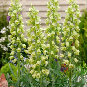 SZACHOWNICA PERSKA - IVORY BELLS