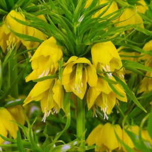 SZACHOWNICA CESARSKA - LUTEA