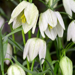 SZACHOWNICA - MELEAGRIS ALBA