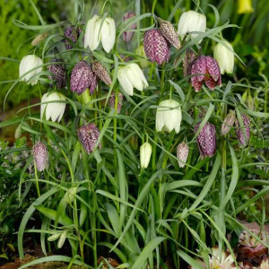 SZACHOWNICA - MELEAGRIS MIX