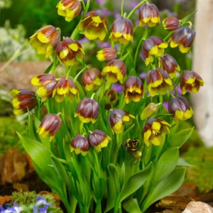 SZACHOWNICA - MICHAILOVSKYI