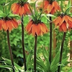 SZACHOWNICA CESARSKA - ORANGE BEAUTY