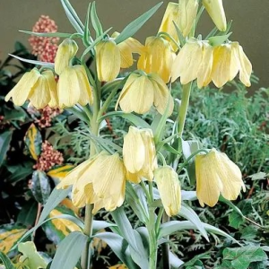 SZACHOWNICA - PALLIDIFLORA