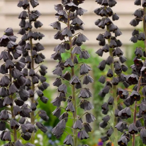 SZACHOWNICA PERSKA - ADIYAMAN