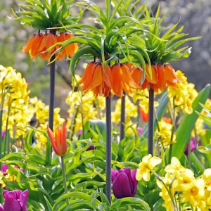 SZACHOWNICA CESARSKA - PREMIER