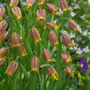 SZACHOWNICA - UVA VULPIS