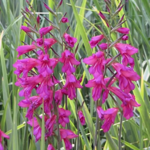 MIECZYK - COMMUNIS BYZANTINUS